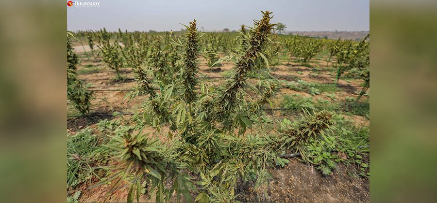 Lawmaker to Propose Bill Legalizing Hemp Cultivation in Myanmar
